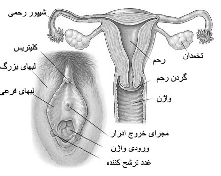 female-genital